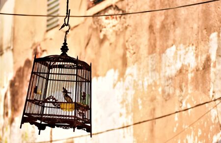 Bird  cage hanging in front of the old wallの写真素材