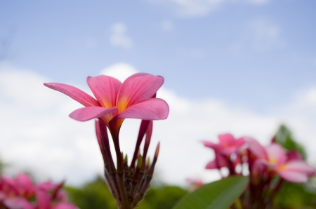 pink plumeria flower on sky backgroundの写真素材