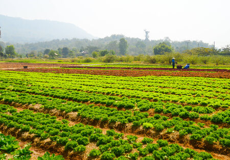 Vegetable field and farmerの写真素材