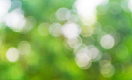 The Green bokeh of the treeの写真素材