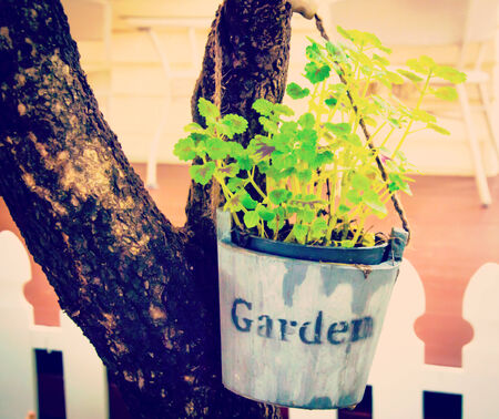  cut plantpot at the coffee shopの写真素材