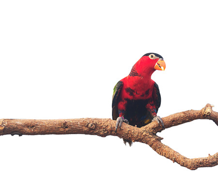 Colorful of Sun Conure, beautiful red parrot bird isolatedの写真素材