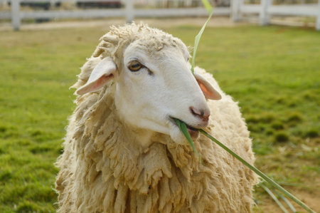 sheep eating the grass in farmの写真素材