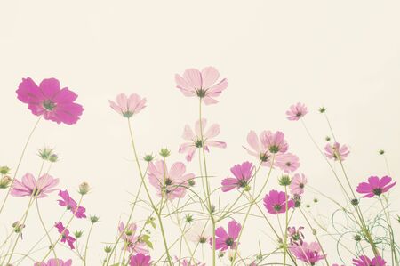 Soft focus colorful cosmos flower ,vintage pastel backgroundの写真素材
