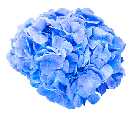 Mop head hydrangea flower isolated against white with clipping pathの写真素材