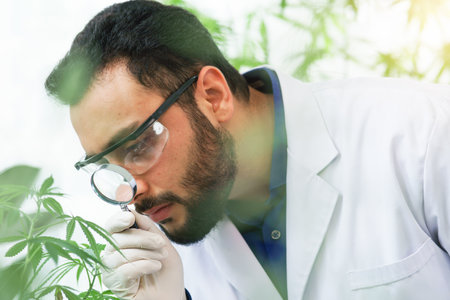 Scientists male middle east expertise hold magnifier observe growth research leaf ganja cannabis laboratory indoors greenhouse. doctor medicinal biologist biotechnology cultivation herbal  therapiesの写真素材