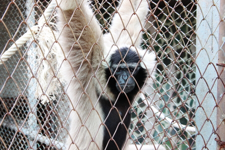White Gibbon Behind Cagesの写真素材