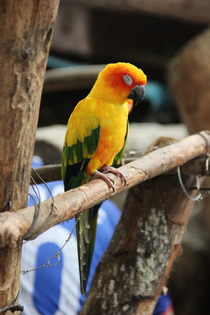 A sleepy little colorful Fischer\'s lovebird parrotの写真素材