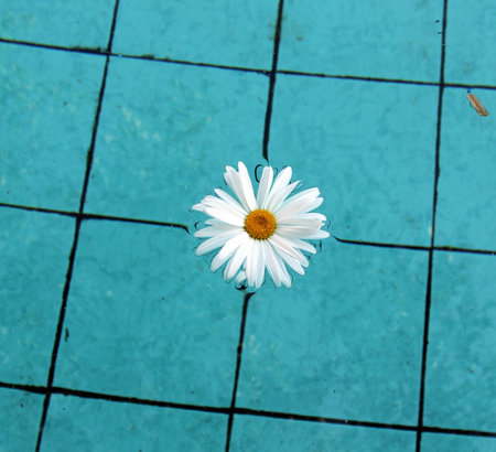 Flower in Water の写真素材