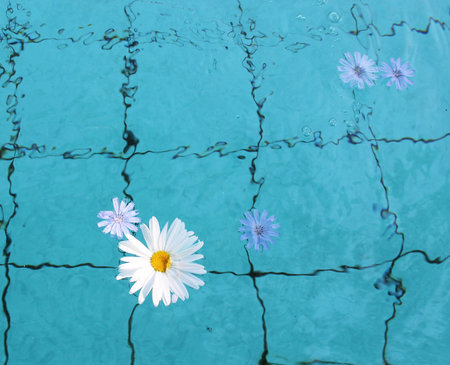 Flower in Water の写真素材