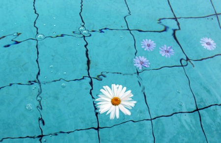 Flower in Water の写真素材