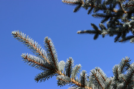 Blue Pine tree branchesの写真素材