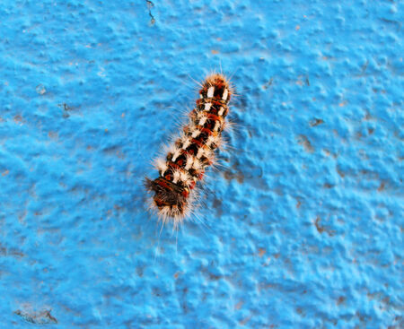 Caterpillar