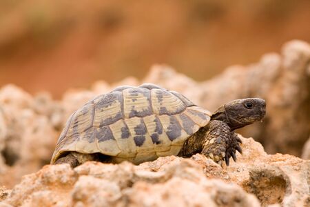 turtle on a rockの写真素材