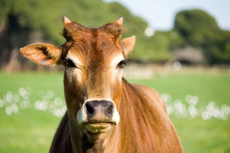 portrait of a young zebu cowの写真素材