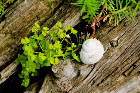summer flowers and empty snail shell の写真素材