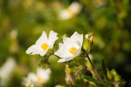 white summer flowers in early morning sunshineの写真素材