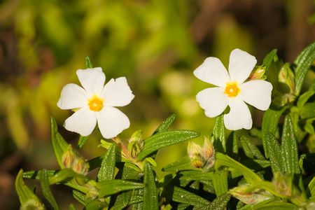 white summer flowers in early morning sunshineの写真素材