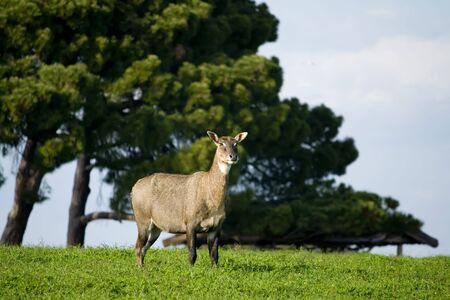 Nilgai antelope on a meadow with trees in backgroundの写真素材