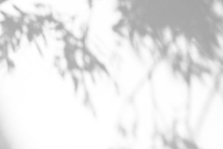 Shadow overlay effect on white background. Abstract sunlight background with organic shadows from plants, leaves, and branches.の写真素材