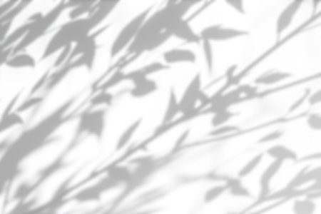 Shadow overlay effect on white background. Abstract sunlight background with organic botanical shadows from plants, leaves, and branches.の写真素材