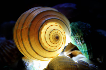 Sea shells on black backgroundの写真素材