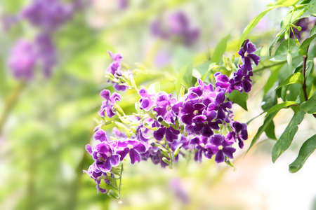 Beautiful Blue flowers violet watercolor painting with green.