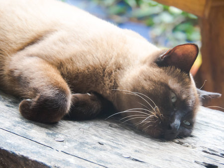 The Cats are the perverse pet.の写真素材