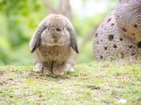 The Rabbits are cute animals and innocence.