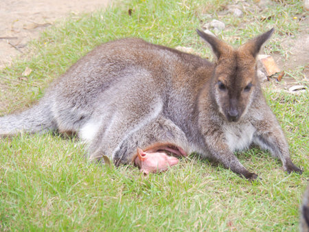 Wallaby is an animal has an australasian marsupial that is similar to, but smaller than, a kangaroo.の写真素材