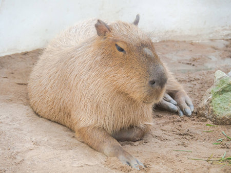 The capybara (Hydrochoerus hydrochaeris) is a large rodent.の写真素材