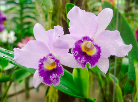 Orchid are flowers with many variants.の写真素材