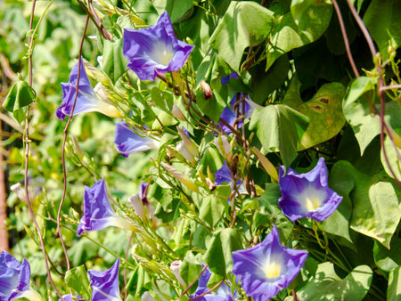 The plant.
