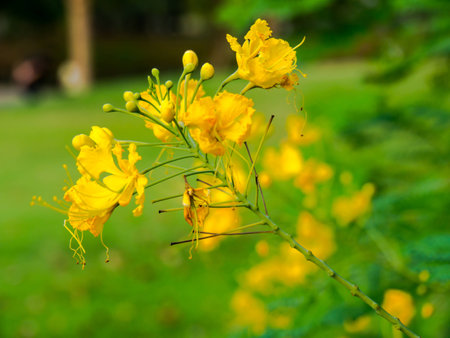 The plant.の写真素材