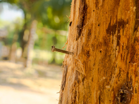The tack was nailed on the trees.の写真素材