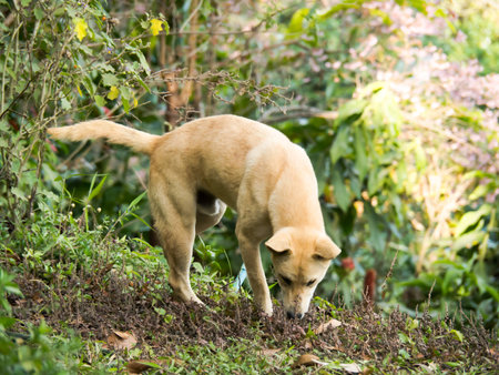 The stray dog is looking on the view.の写真素材