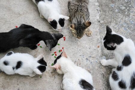 Top view group cat eating foodの写真素材