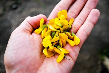 A man is holding yellow flower