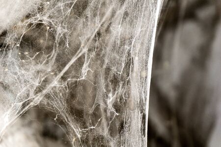 Spider web with copy spaceの写真素材