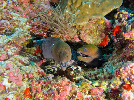 Moray eel