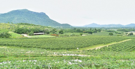 Visit vineyard and drink tasty wineの写真素材