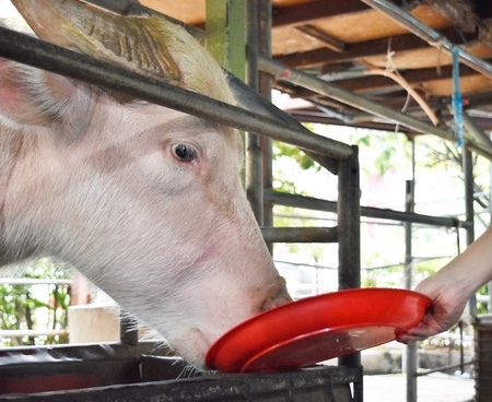 Pink buffalo feeding in animal shelter
