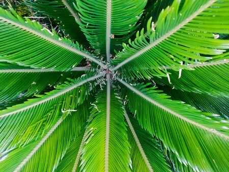 The Core of the tree within the temple area of Phu phrao,Ubon Rachathani,Thailandの写真素材