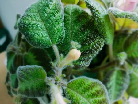 Green trees in pots by the window in my workplaceの写真素材