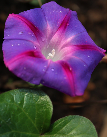 flower of the morning glory lilac-pink with a leaf in the form of a heart as macroの写真素材