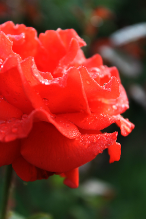 close-up petals beautiful blurred gently red rose with water dropsの写真素材