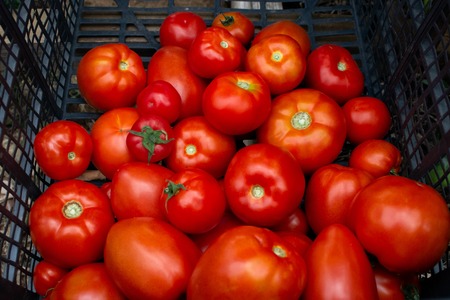 Fresh ripe organic healthy red tomatoes being stocked in plastic boxesの写真素材