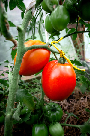 Ripe organic red tomatoes on a branch in a greenhouseの写真素材