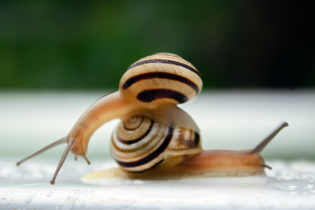 striped snail sits on the other snail crawls on white background with drops of water macroの写真素材