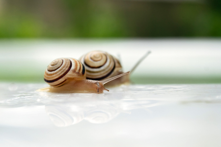 striped snails crawls on white background with drops of water macroの写真素材